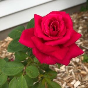 Meet your Posher, Tami